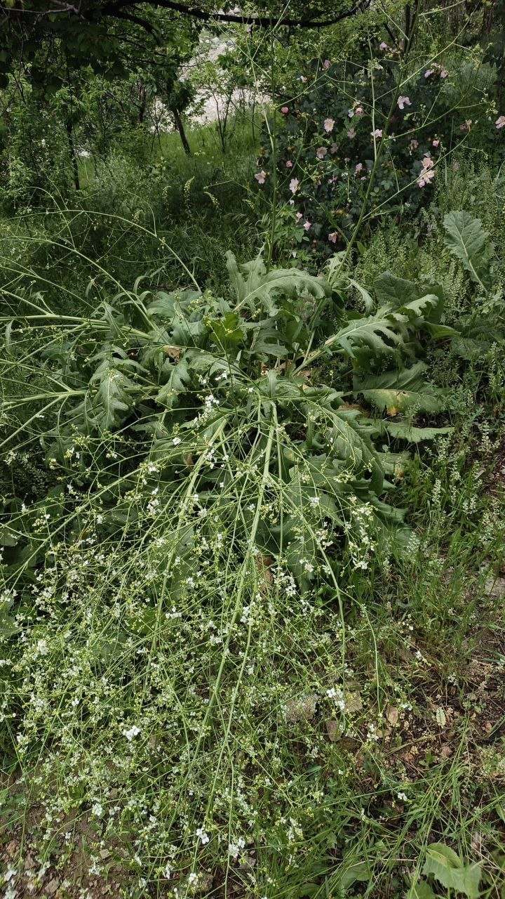 Листья редьки дикой (Raphanus raphanistrum) — перисто-рассечённые, зелёные, без признаков болезней